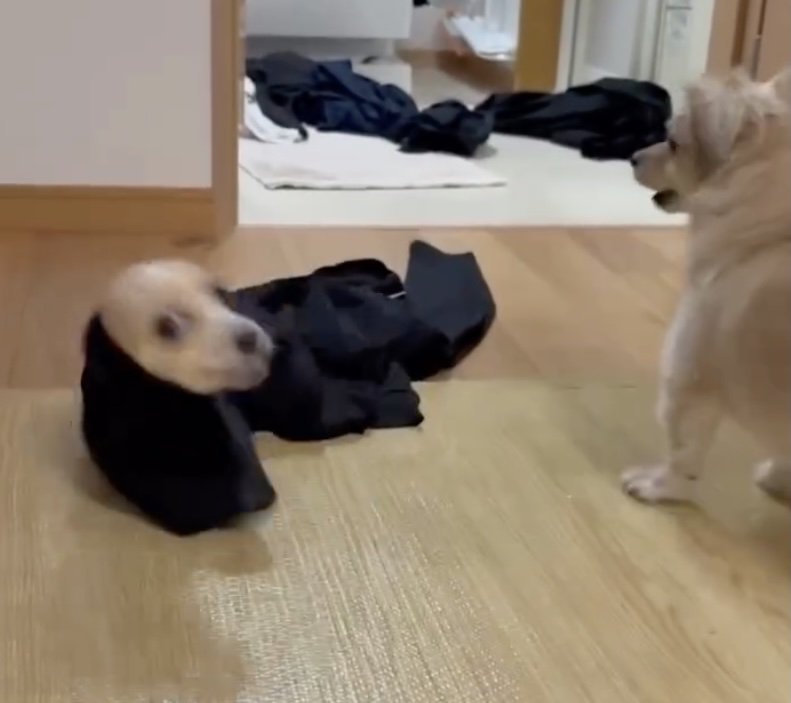 目線で助けを求めるルカちゃん