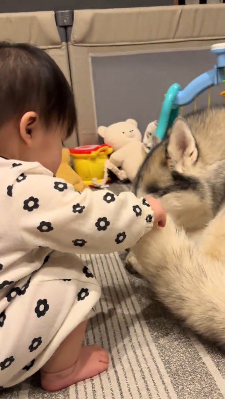 犬のしっぽを掴む赤ちゃん