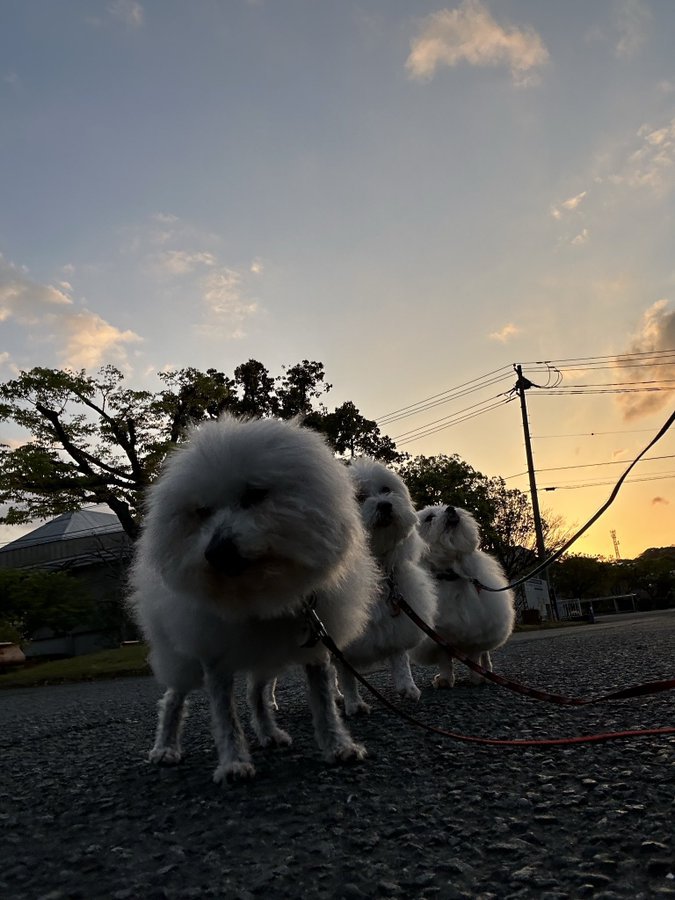 お散歩