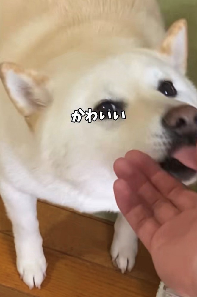 人の手をぺろぺろする犬