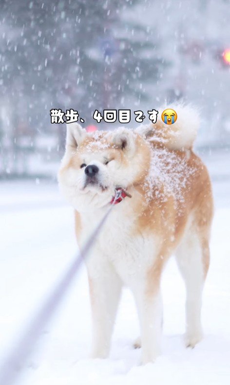 実はお散歩は4回目（笑）