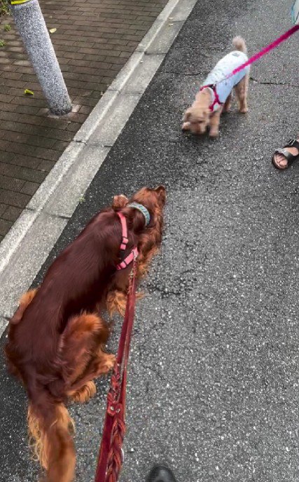 お散歩に行くと…