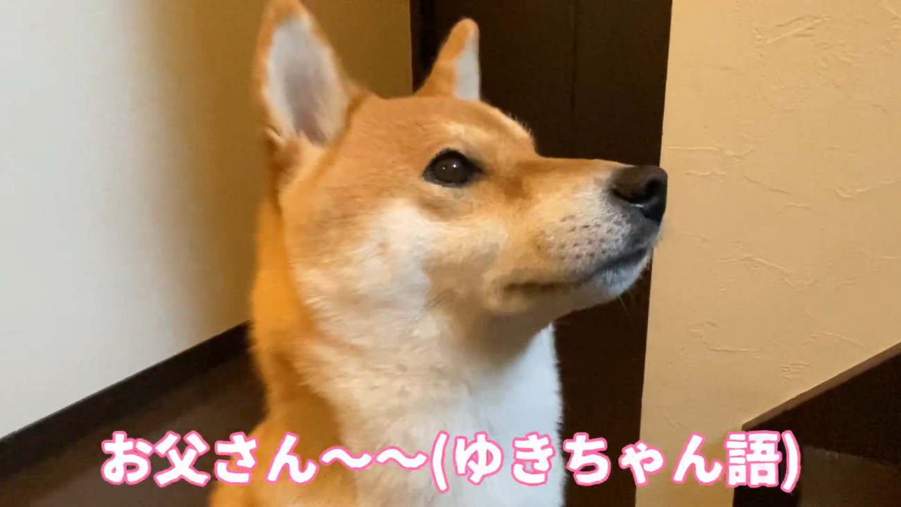 「く～ん」と切ない声で鳴いています
