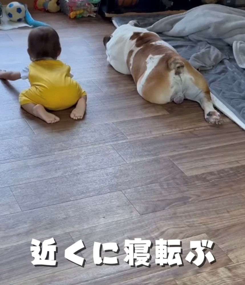 犬のそばにうつ伏せで寝転がる子ども