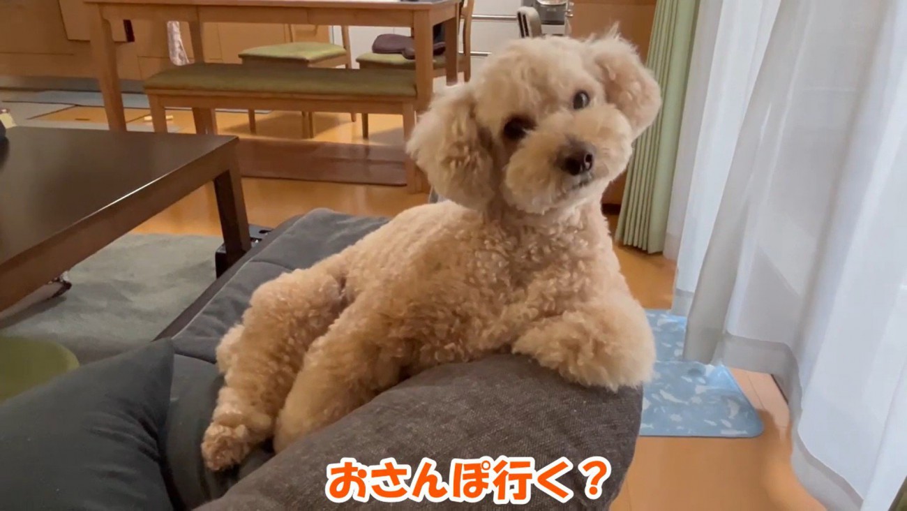 「え、お散歩？なんですかそれ？」