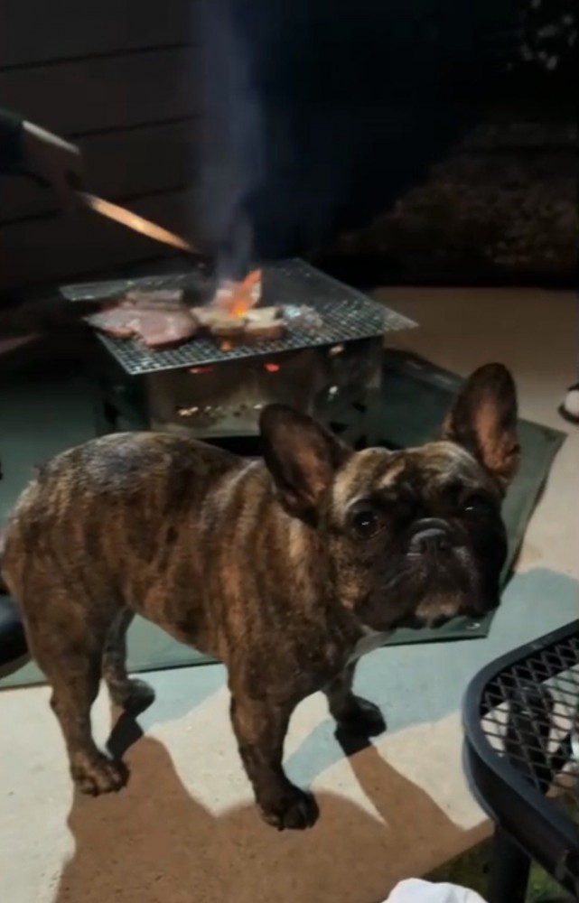 犬とＢＢＱ