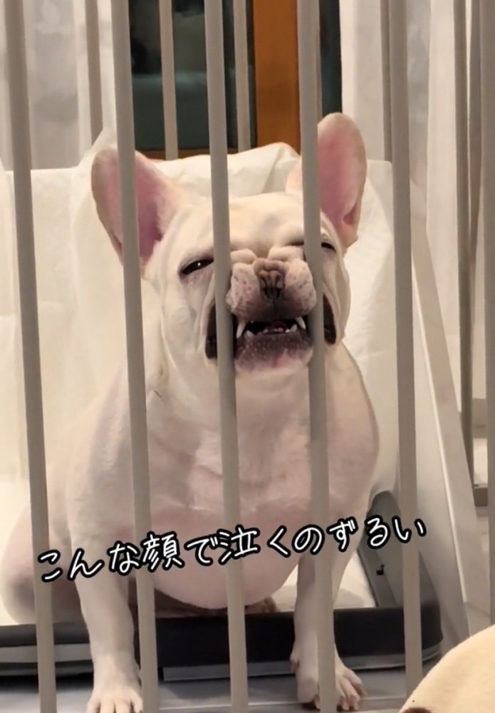 鳴く犬