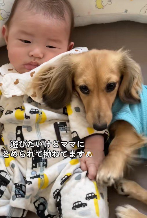 赤ちゃんと遊びたいサニーちゃん6