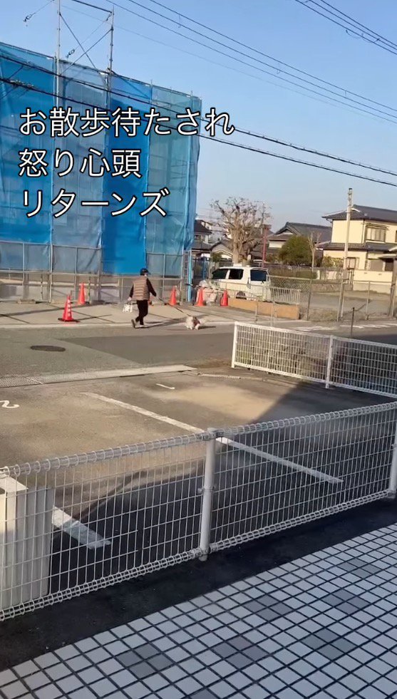 散歩をする犬と女性を遠くから見守る男性