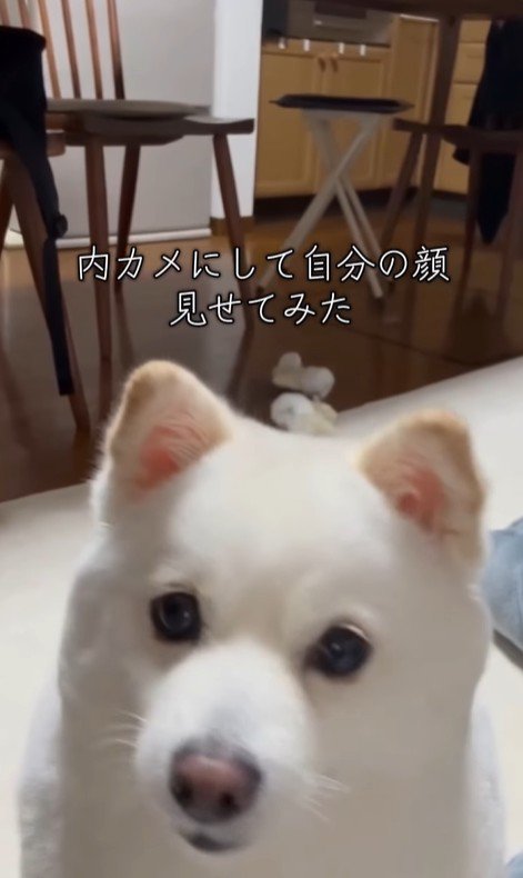 ベラちゃんが自分の姿を見た時の反応6