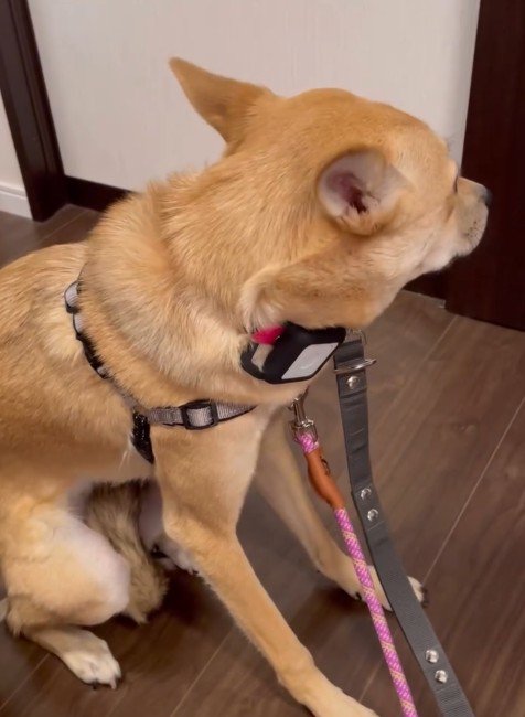 「ここはどこなの？」