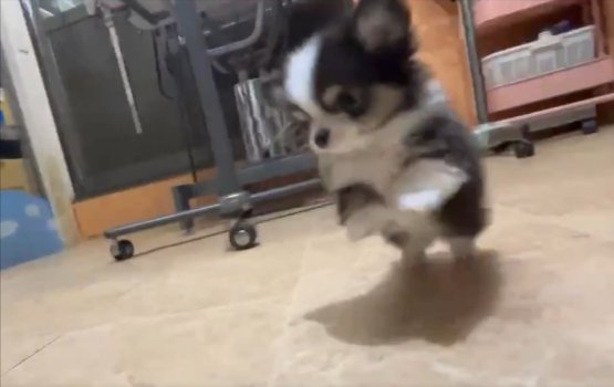 可愛すぎる