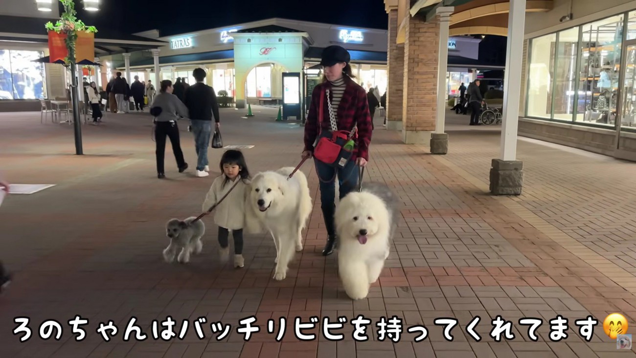 わんこたちとろのちゃん