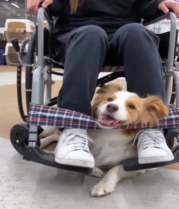 車椅子の下に入る2