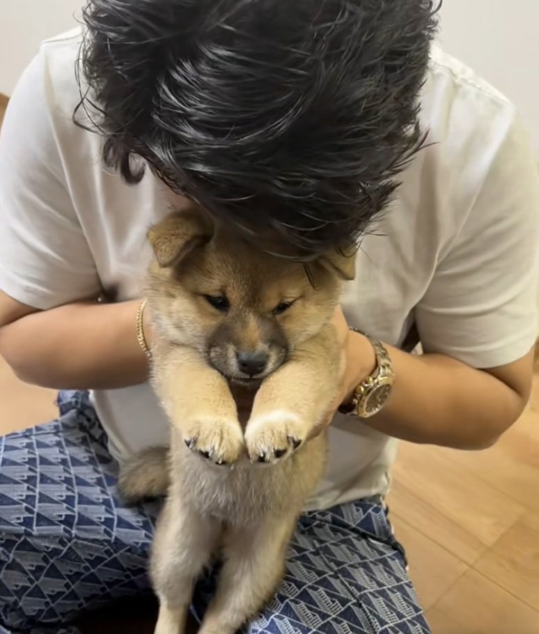 キョトン顔の子犬