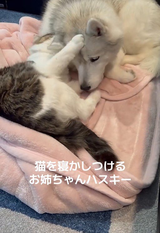 ローズちゃんとロイくんのお昼寝3