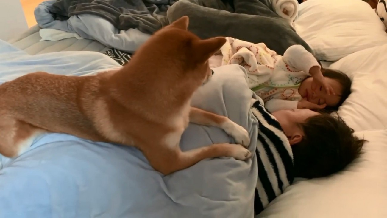 全然起きないパパ