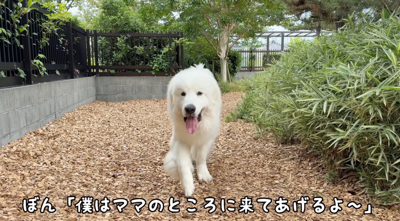 女性に向かって駆けてくる犬