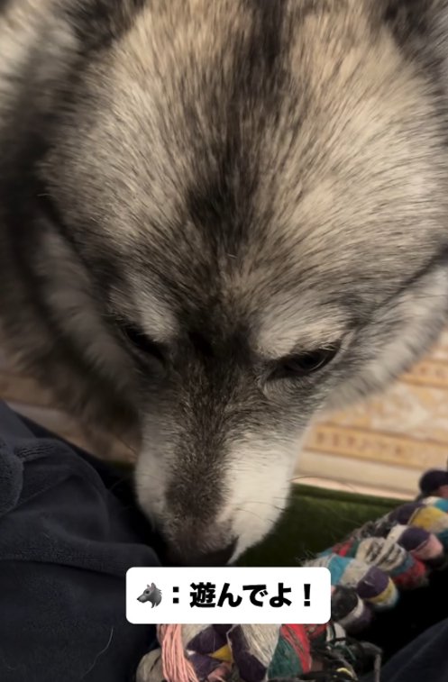 下を向く犬