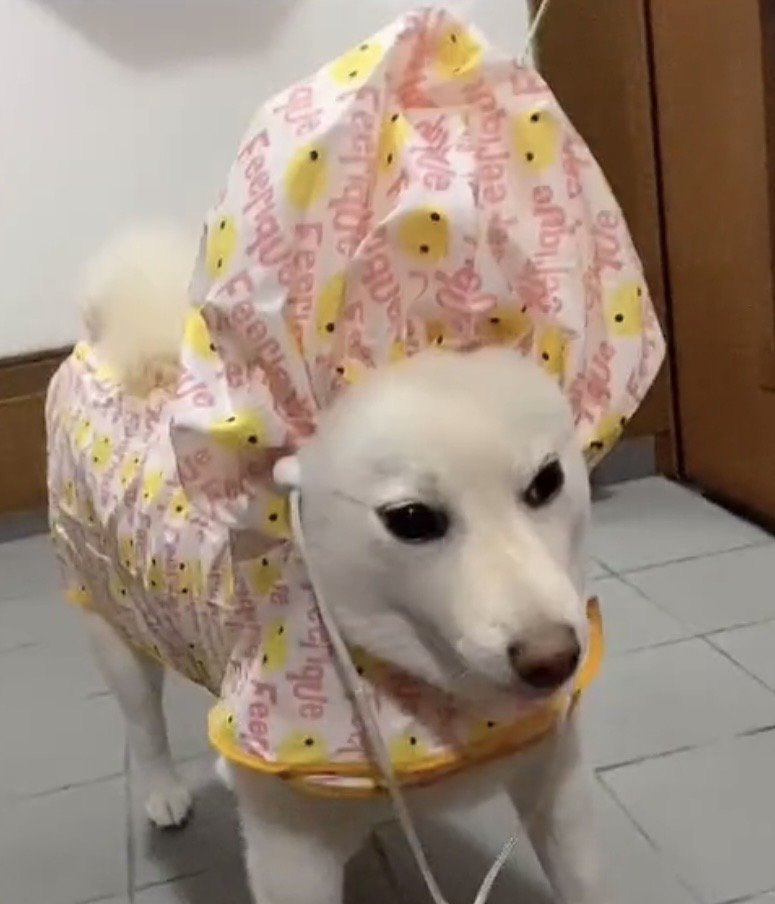 フードがくしゅっと立った犬