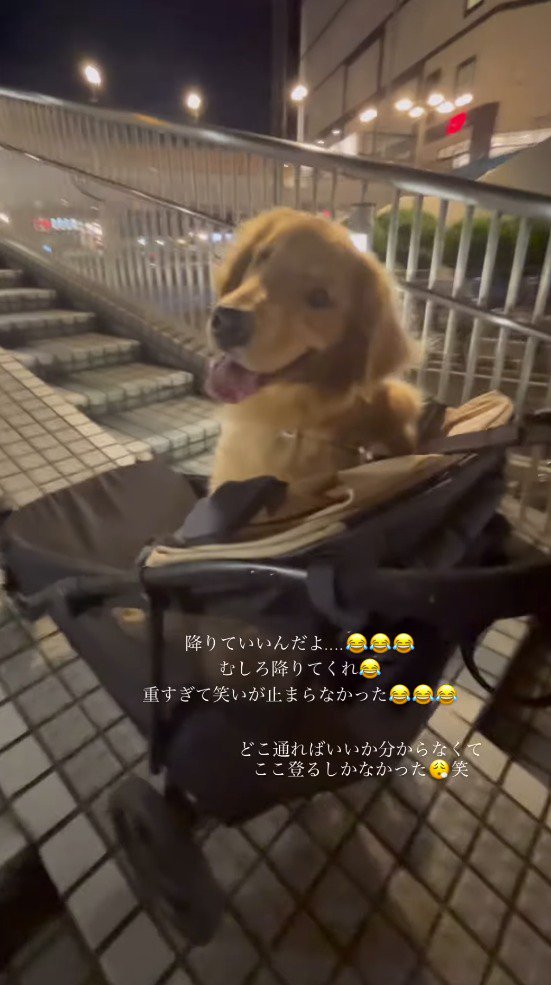 笑顔で飼い主をふり返る犬