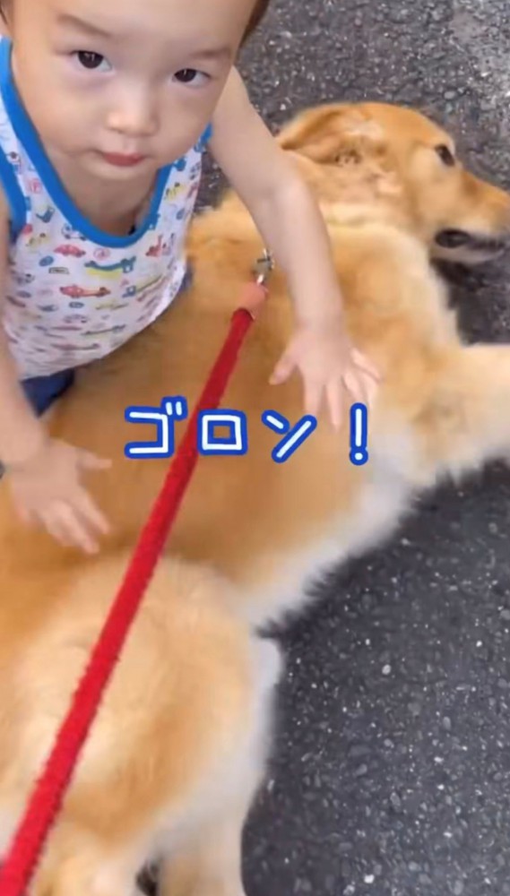 ゴロンと転がる犬