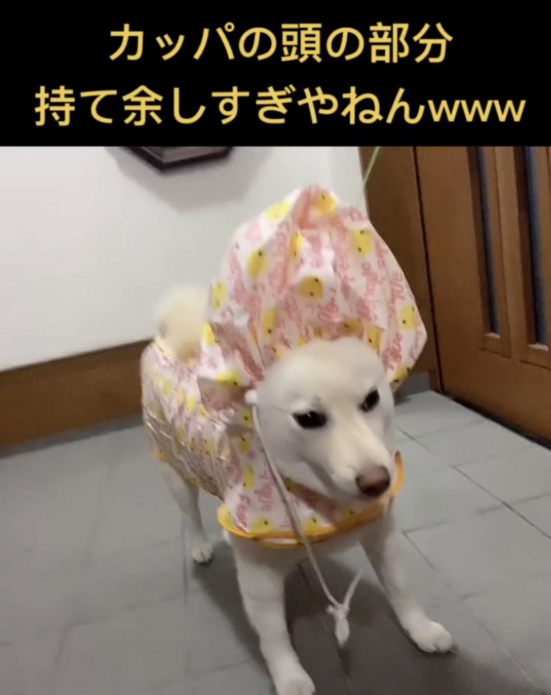 頭が大きく膨らんだ犬