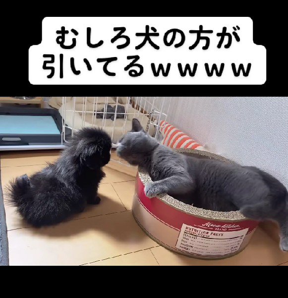 引いてしまったクドリャフカちゃん