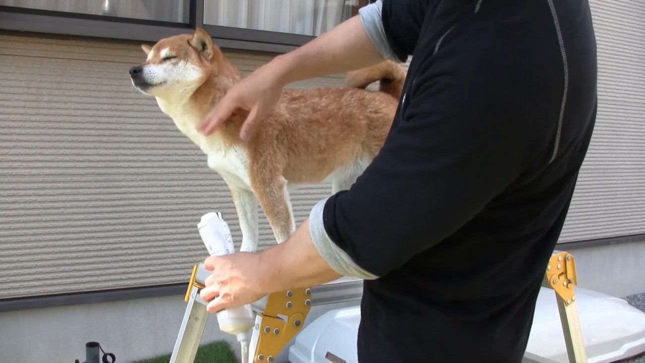 ドライヤー中もお利口さん