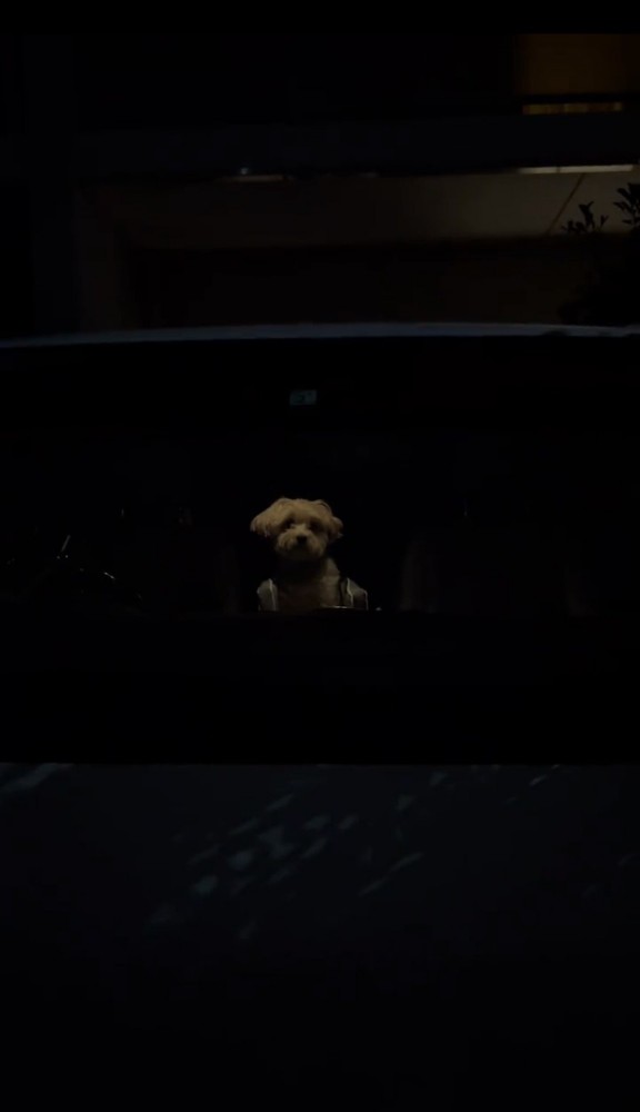 車の中でたたずむ犬