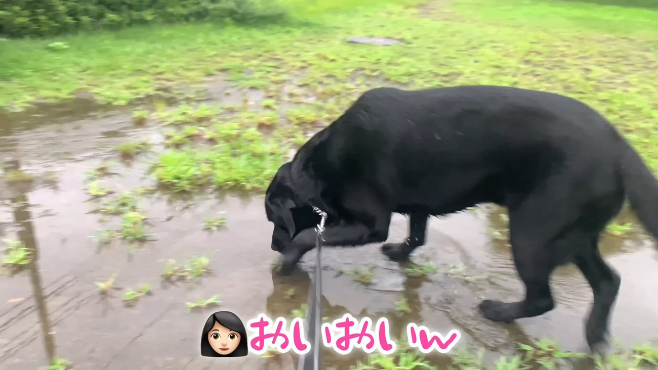 ムニくんのお散歩拒否5
