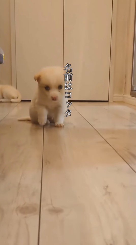 床の上を歩く小さな子犬