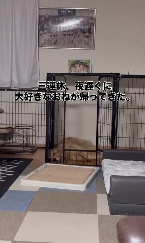 お姉ちゃん帰宅時のこむぎちゃん