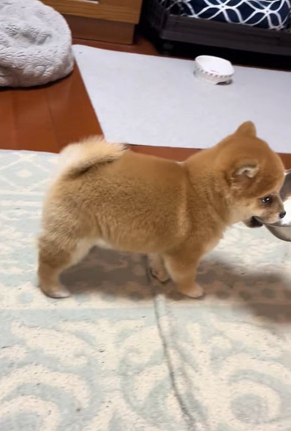 お皿を離さない小雪ちゃん