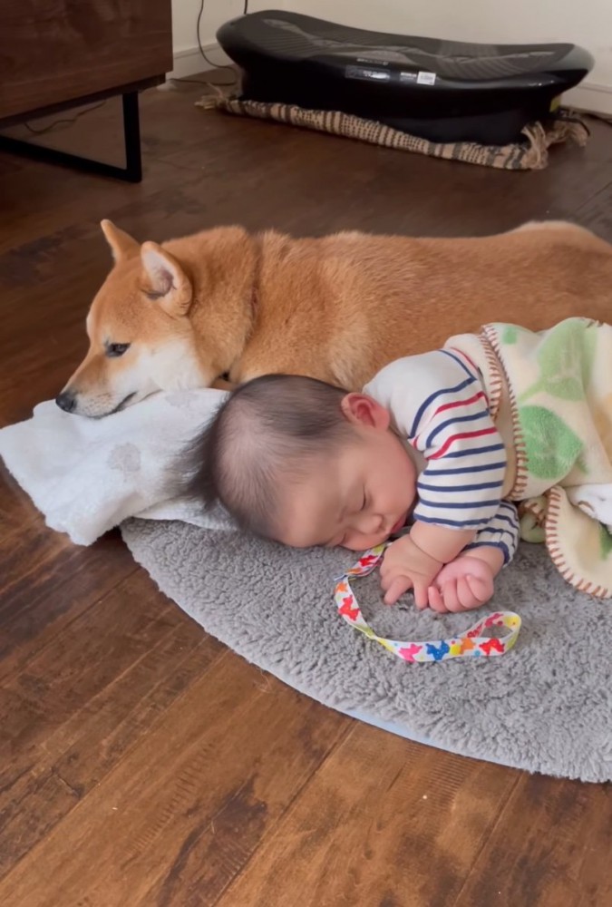眠そうな柴犬