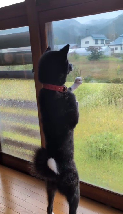 どう見ても黒柴さん