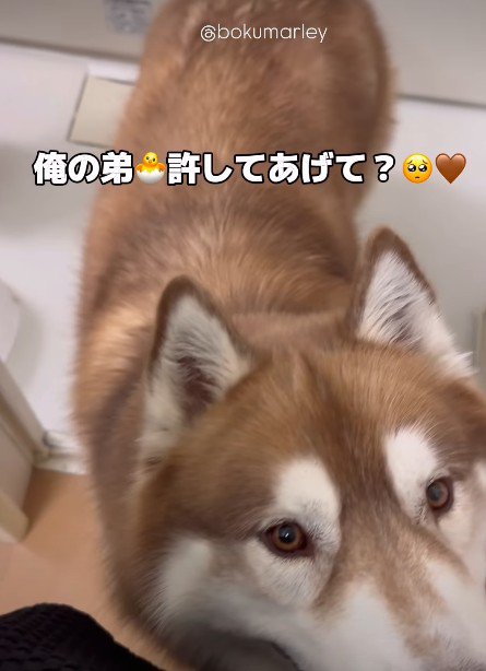 「怒らないであげて」