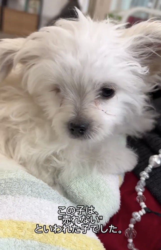 うつむきがちな犬