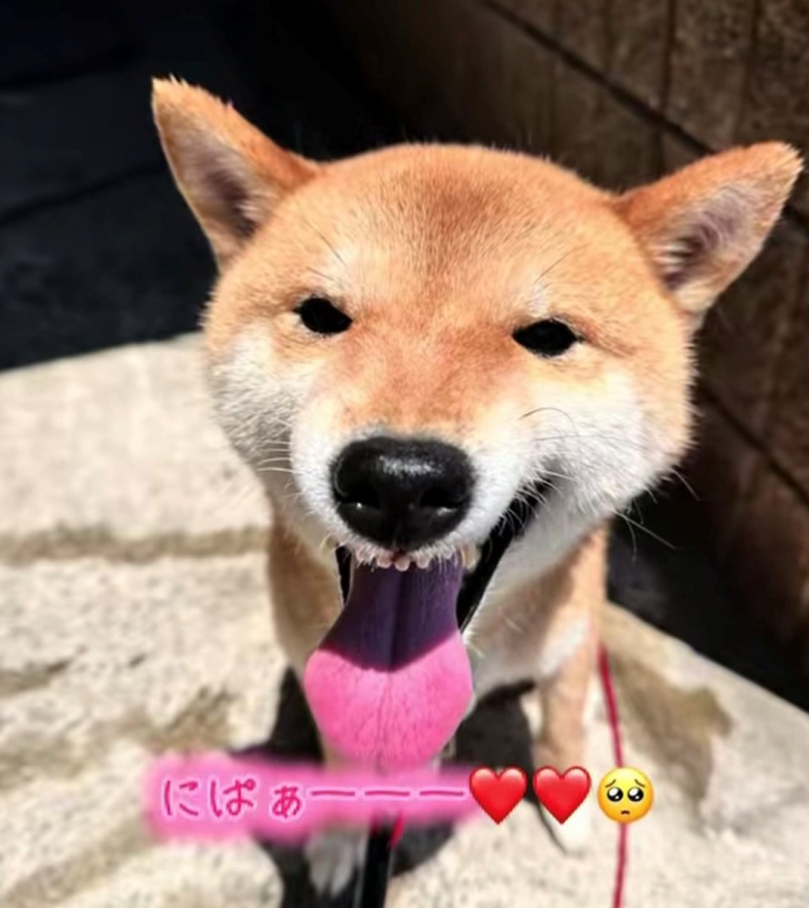 舌を出して笑顔を見せる犬