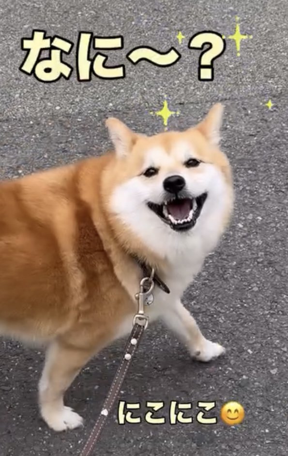 大きく口を開けて笑う犬