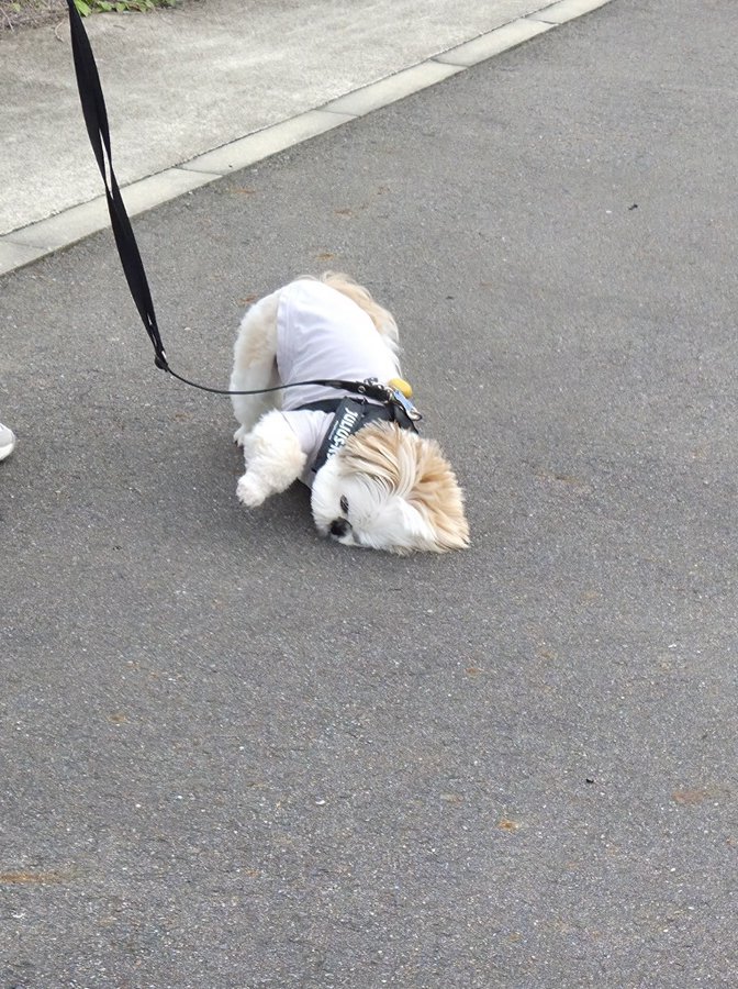 ブラジル