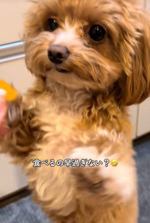 みかんを食べるこあ君