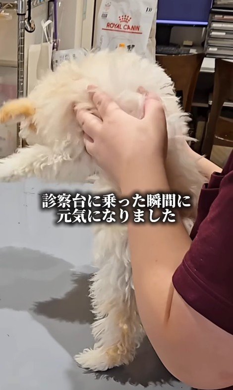 注射後のぱうちゃん7