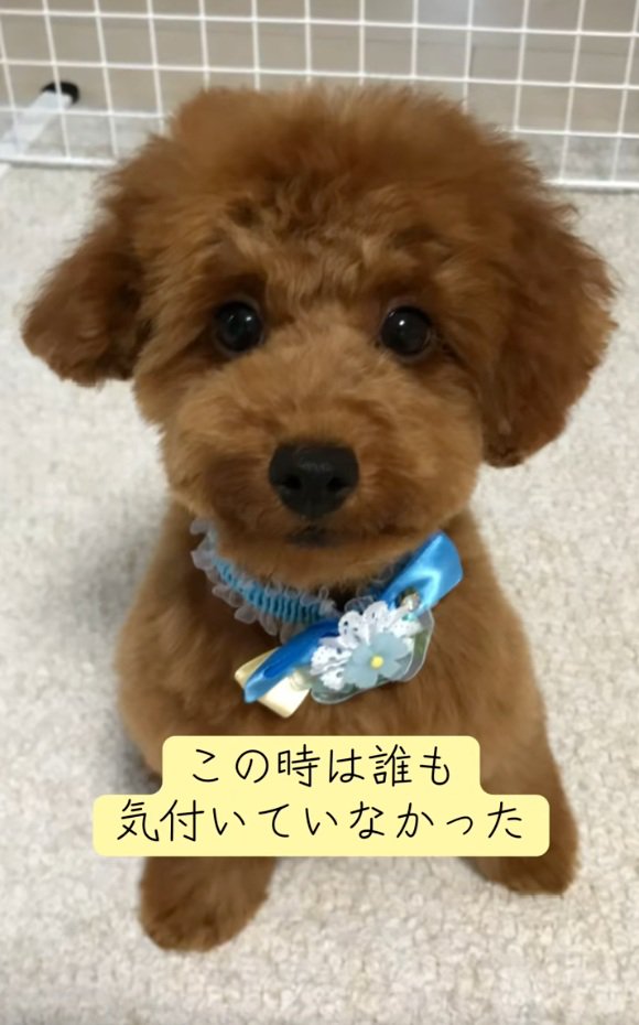 子犬のえるもくん2