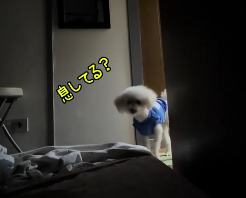 飼い主の寝ている部屋を覗く白い犬
