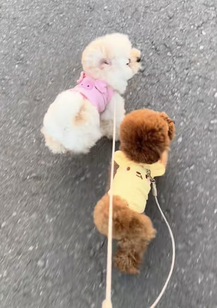 弟の「こはく」くんと