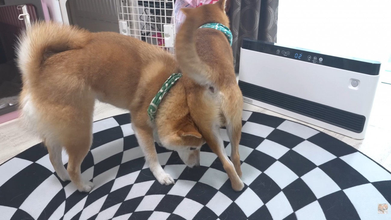 四竜くんのヒップアタック！