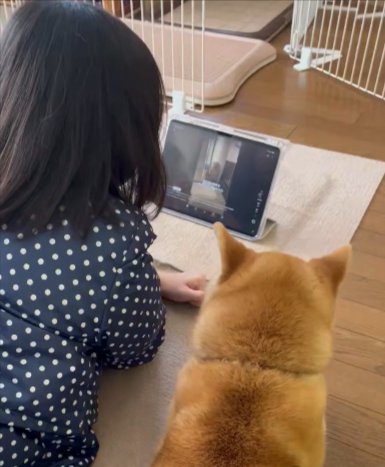 動画鑑賞