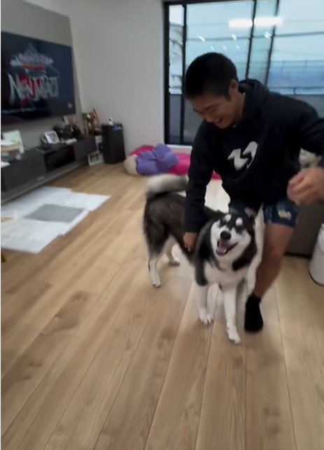 じゃれ合う犬とお兄ちゃん