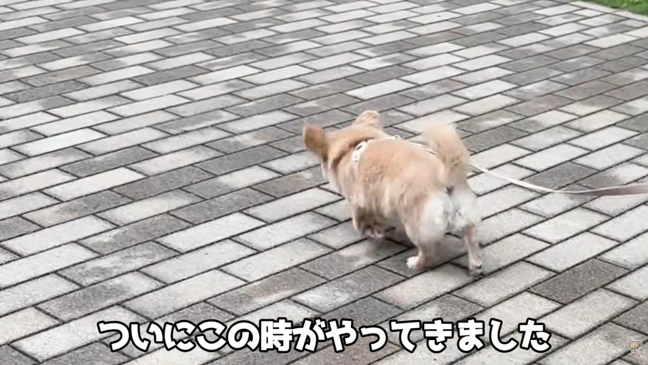 男の子を先導するように歩くハナちゃん